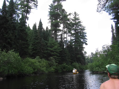 Tall pines along the river.