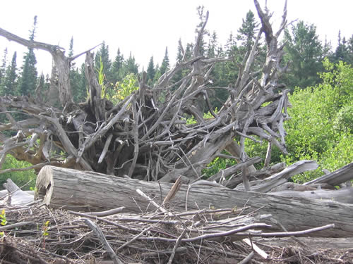 Log jam sculpture.