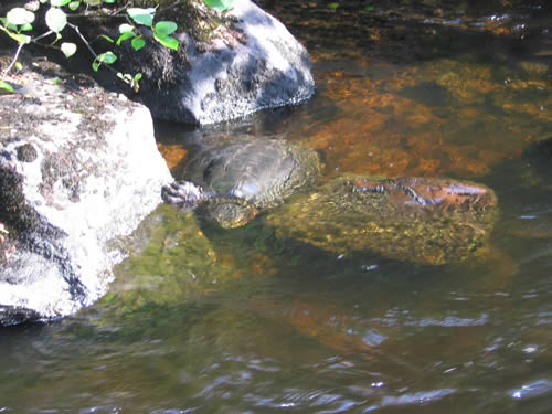 Snapping turtle hiding.