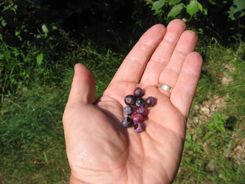 Picking blueberries.