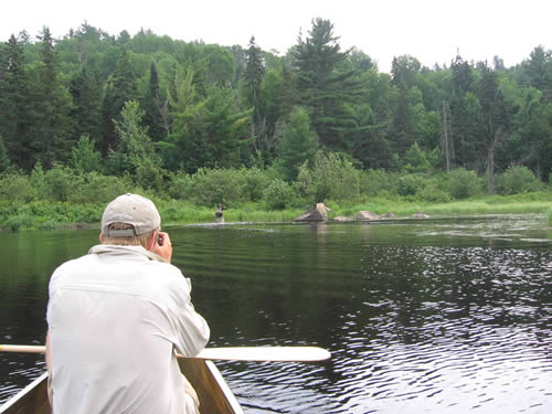 Jim finally got his moose photo.