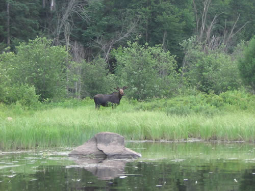 Moose.