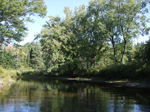 Shady stretch of the Oxtongue River.