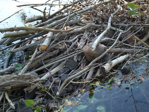 Beaver dam made of rocks?