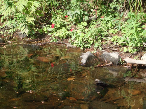 Flower reflections along the river bank.
