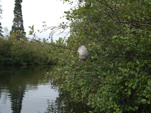 Wasp nest.