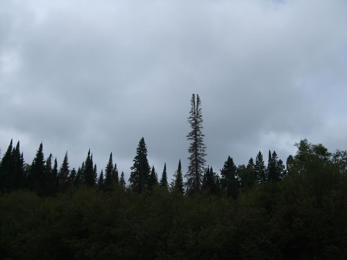 Tall, split trunk tree.