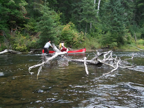 Finding a way past a fallen tree in the river.