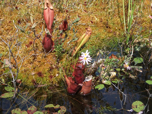 Pitcher plants were plentiful.