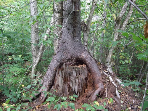 An excellent nursery stump.