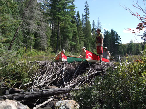 Surveying from the beaver dam.