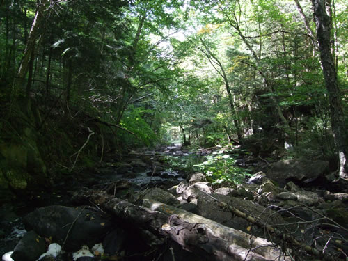 Downstream view of Mink Creek.