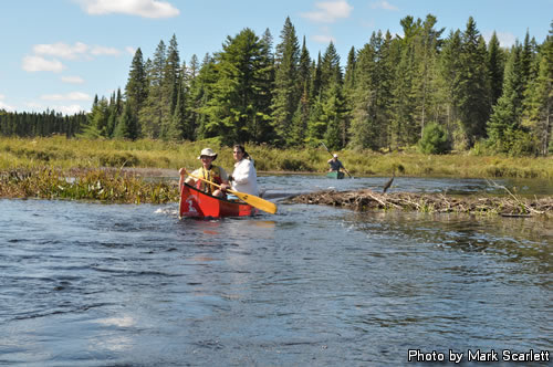 Running over one of the many beaver dams.