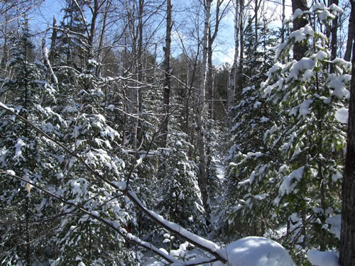 The trees were thick but we managed to get through.