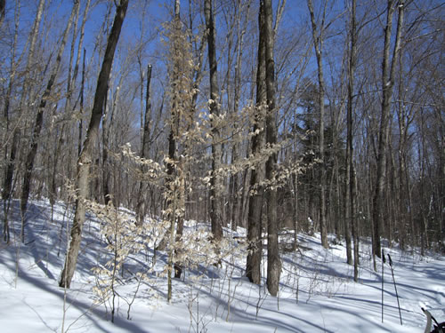 Some remaining leaves on a tree along the portage.