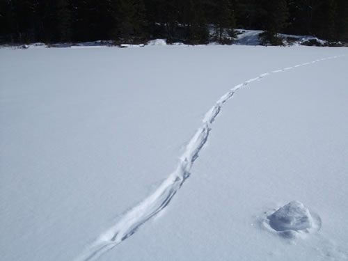 Tracks in the snow near the portage start.