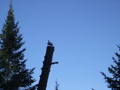 Seagull looking for a handout.