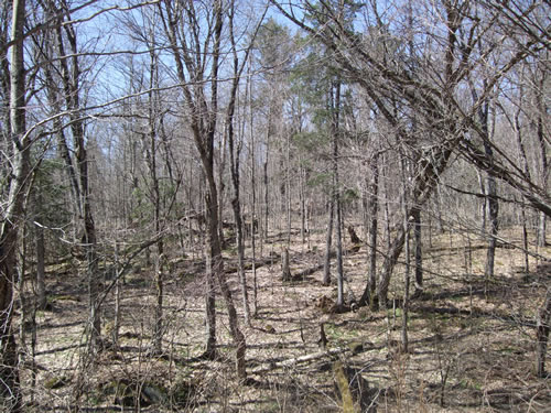Open spring hardwood hill.