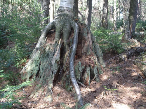 Birch growing on a pine stump. (I always take photos of these.)