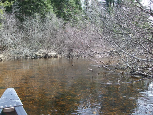 Alders along shallow, clear Potter Creek.