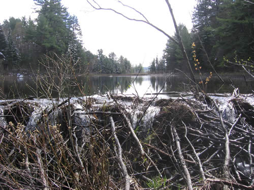 Beaver dam with White P. Lake in background.