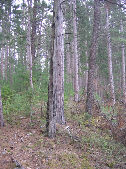 One of many trees or stumps with fire damage.