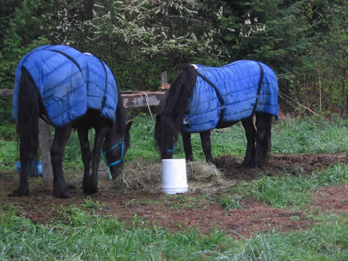 The horses settled in for the night.