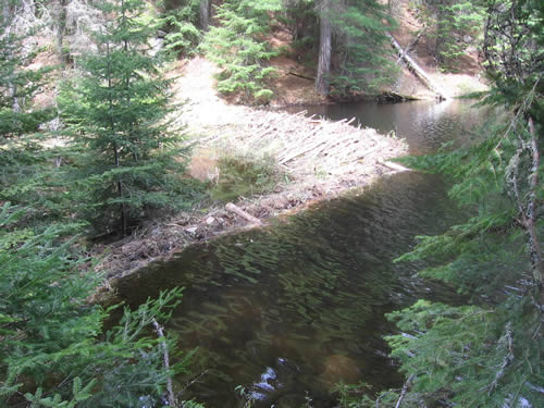 Large beaver dam on North Branch Lake to Loonskin Lake Portage.