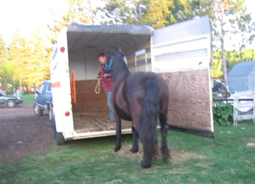 Our Teamster, Tony, loading a horse.