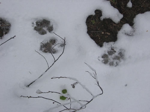 Wolf tracks were all along the portage.