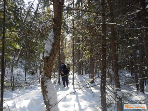 Taking advantage of the treed valley to avoid the wind.