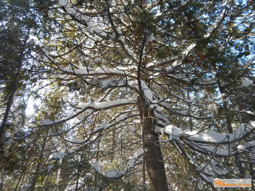 Snow laden branches along the way.