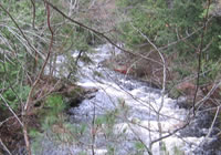 Pinetree Lake in winter