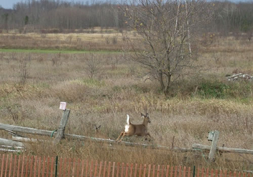 Deer in garden image.