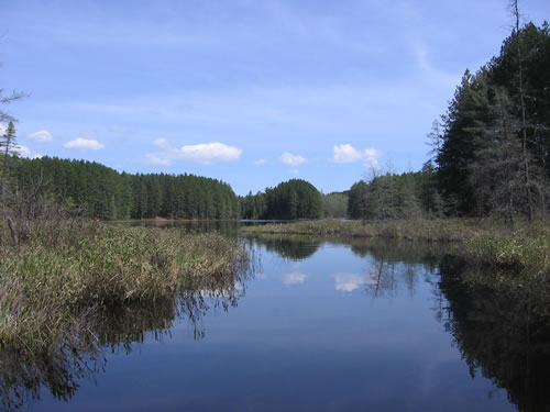 Shoreline of North Branch Lake.