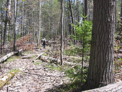 Walking through a cleared area of blow downs.